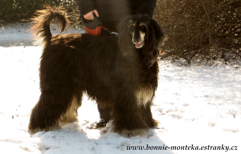 Bonnie_zima_2012_volný postoj