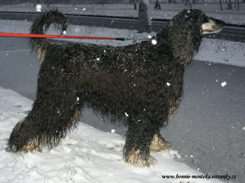 Bonnie_210112_sněží_2
