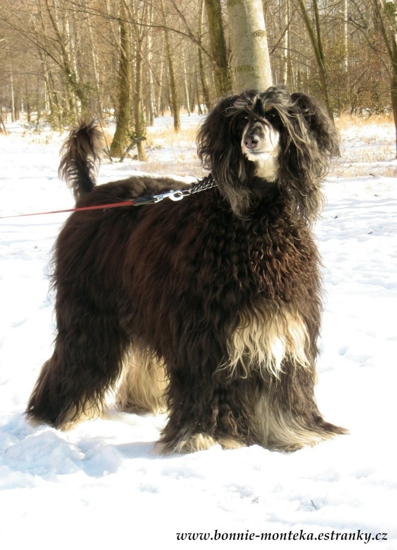 Bonnie_zima_2012_2
