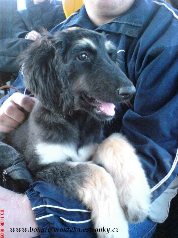 2006_Bonnie_vysmátý cestující