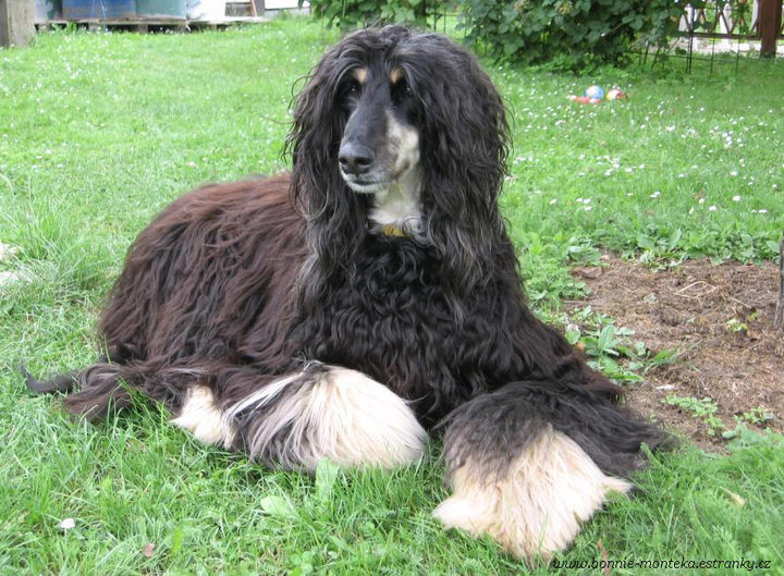 2010_Bonnie_zahrada_1