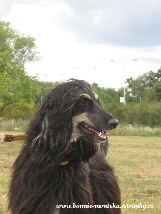 2008_Bonní hlava_Trója procházka