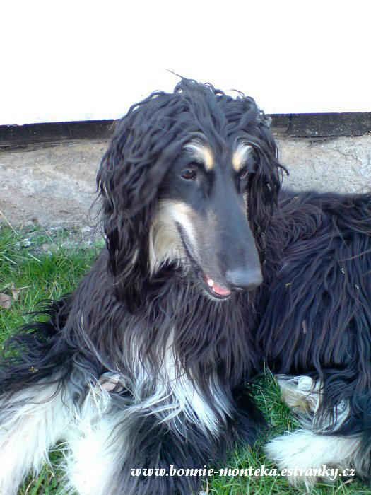 2007_zahrada_březen