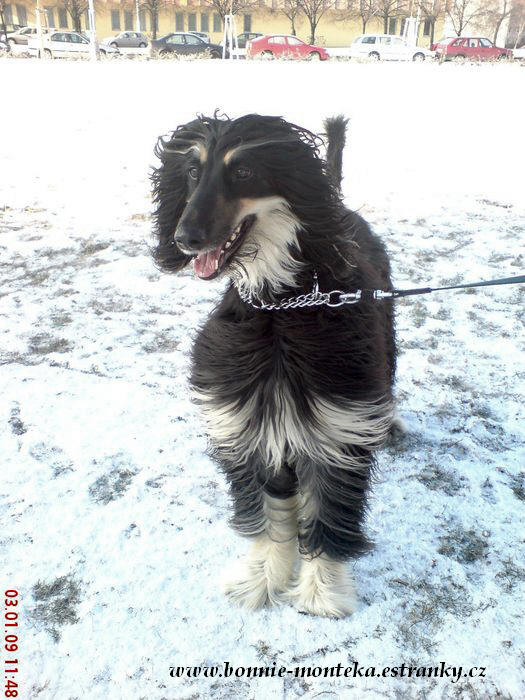 2009_zima_vysmátá Bonnie