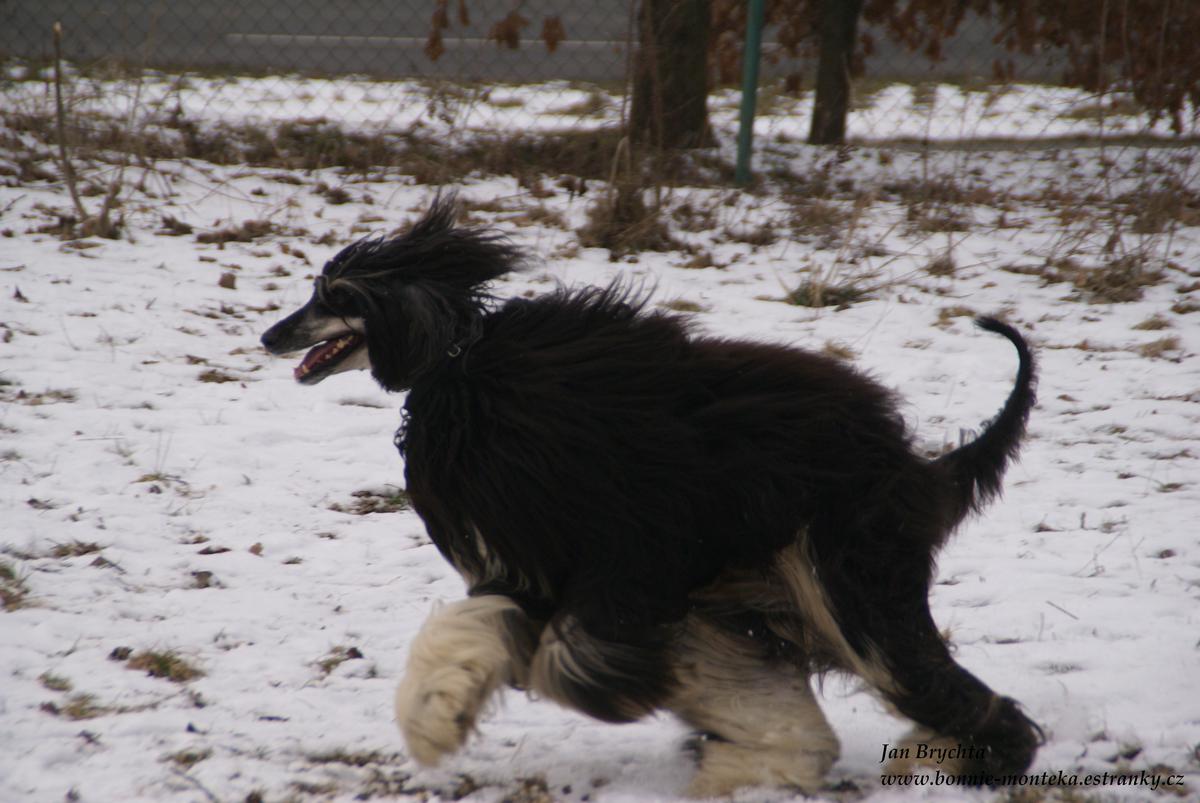 2011_Bonní v běhu_2