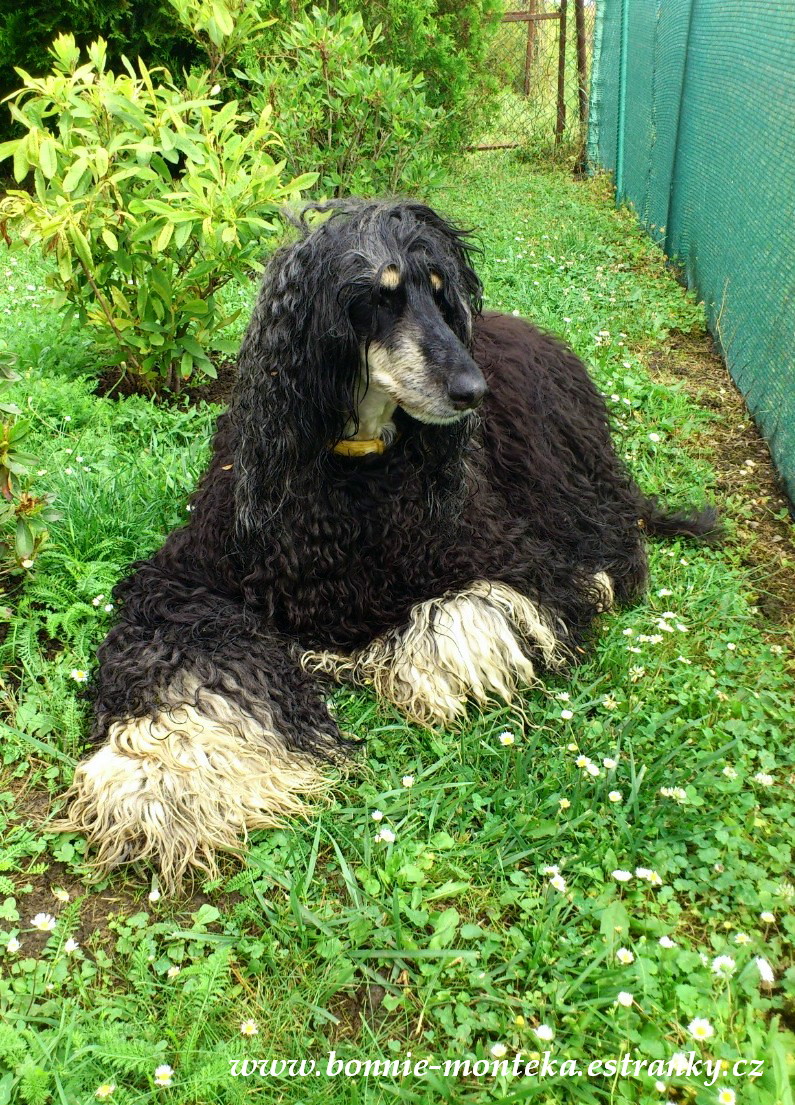 Bonnie_alá ovčinka_07_12