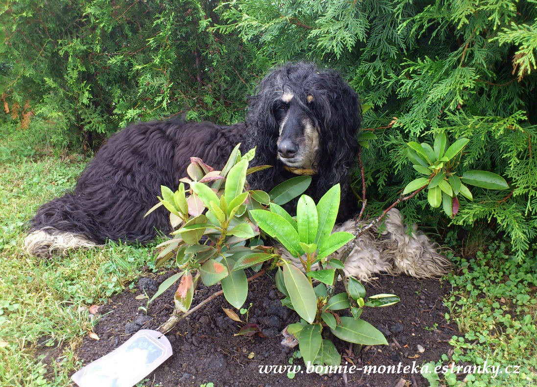 Bonnie_hlídač rhododendronů_07_12