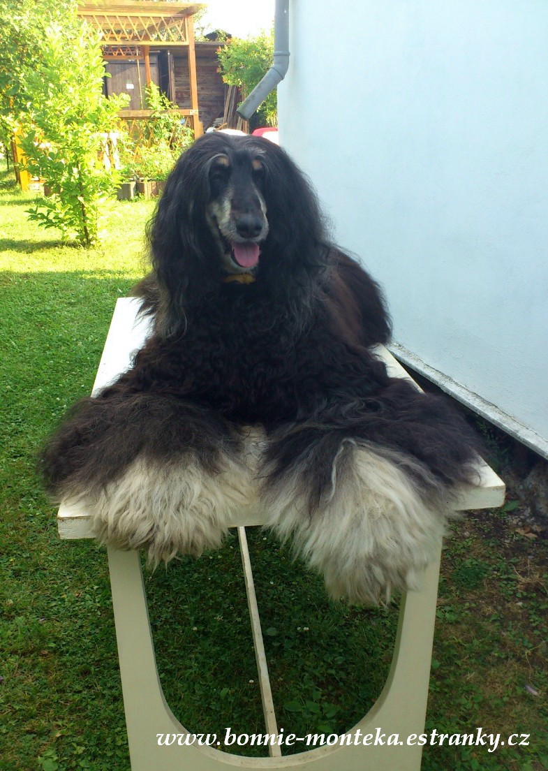 Bonnie_po česání na stole_07_12_pozuji