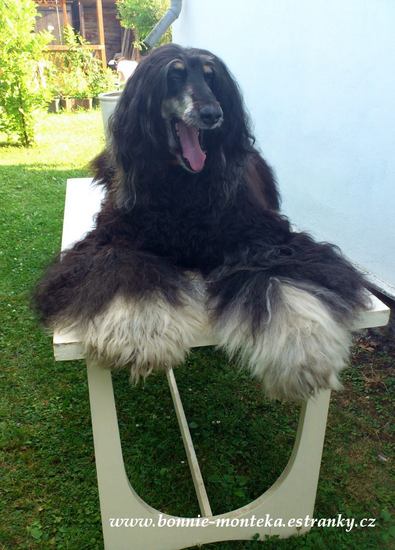 Bonnie_po česání na stole_07_12_to je nuda
