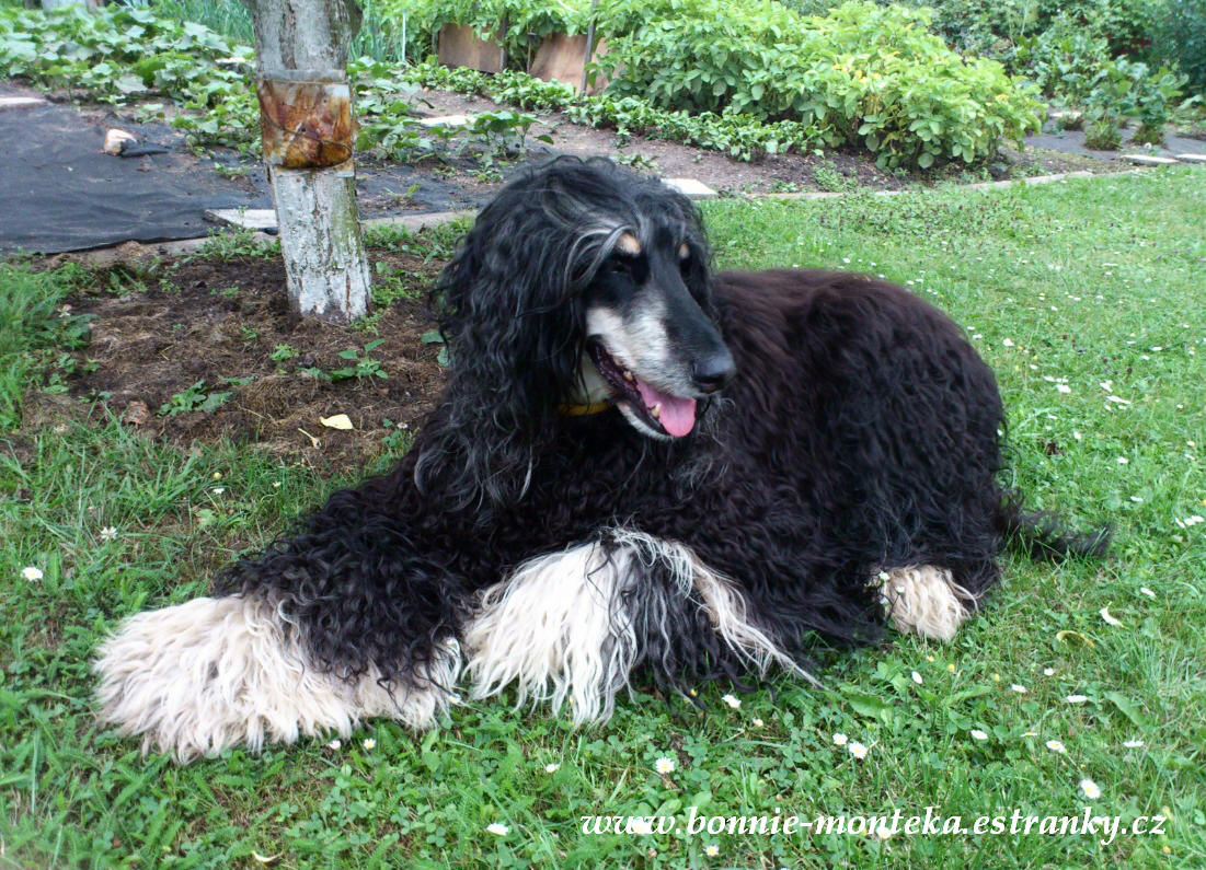 Bonnie_siesta_07_12