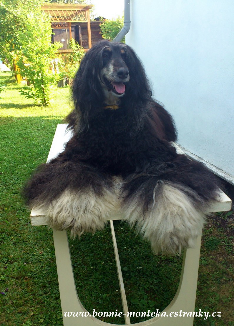 Bonnie_po česání na stole_07_12_konečně hotovo