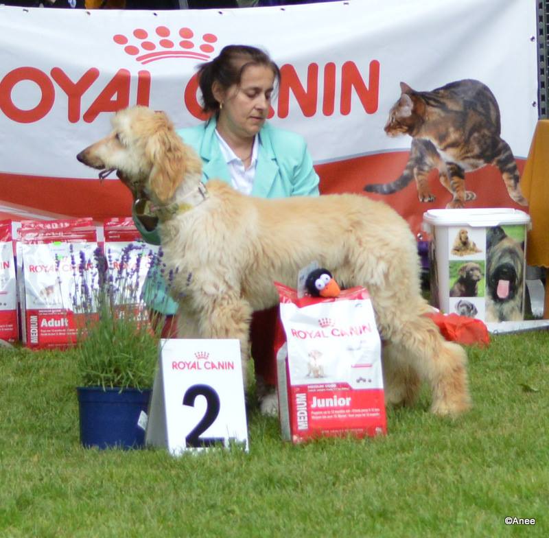 Karakush Water into Wine_res_BIS_puppy_SVCH_2013_