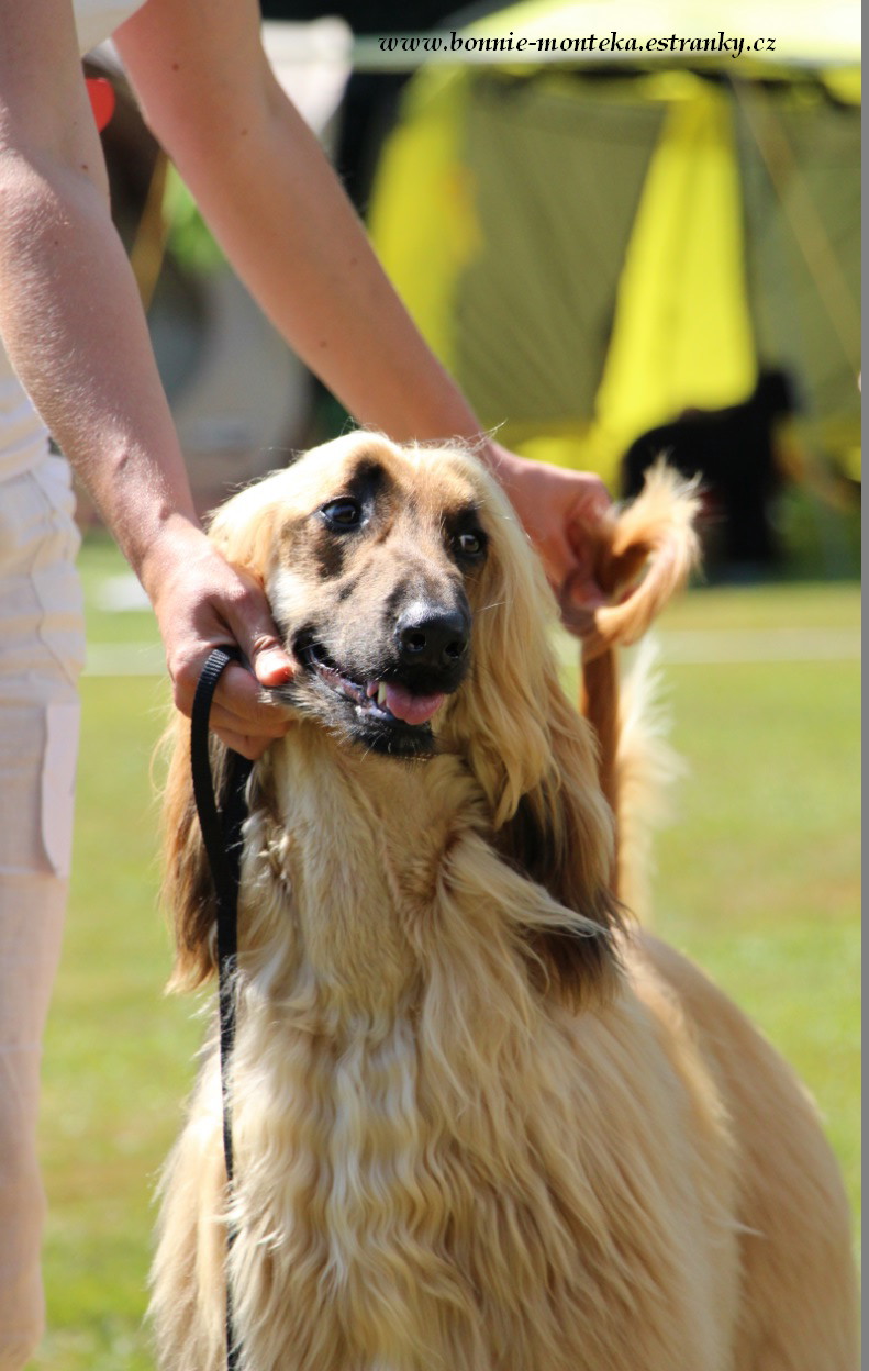 2013_Club Sighthound Show_Aslan z Benova dvora