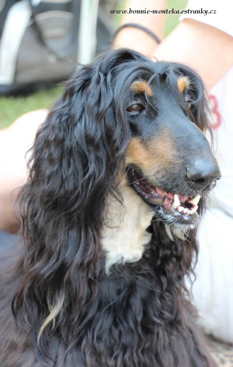 2013_Club Sighthound Show_Bahir_Gasan_Czartydach_2