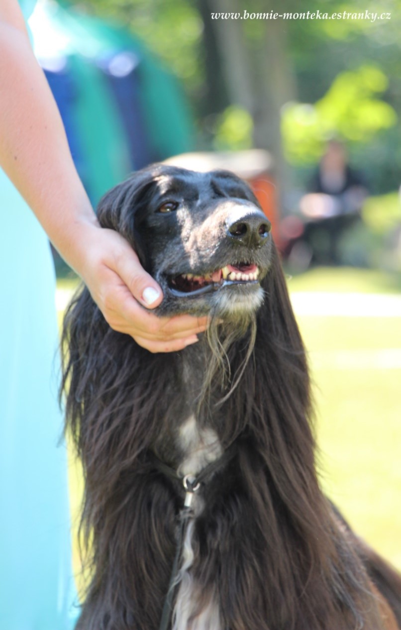 2013_Club Sighthound Show_Marcus Aureliu Gandamak