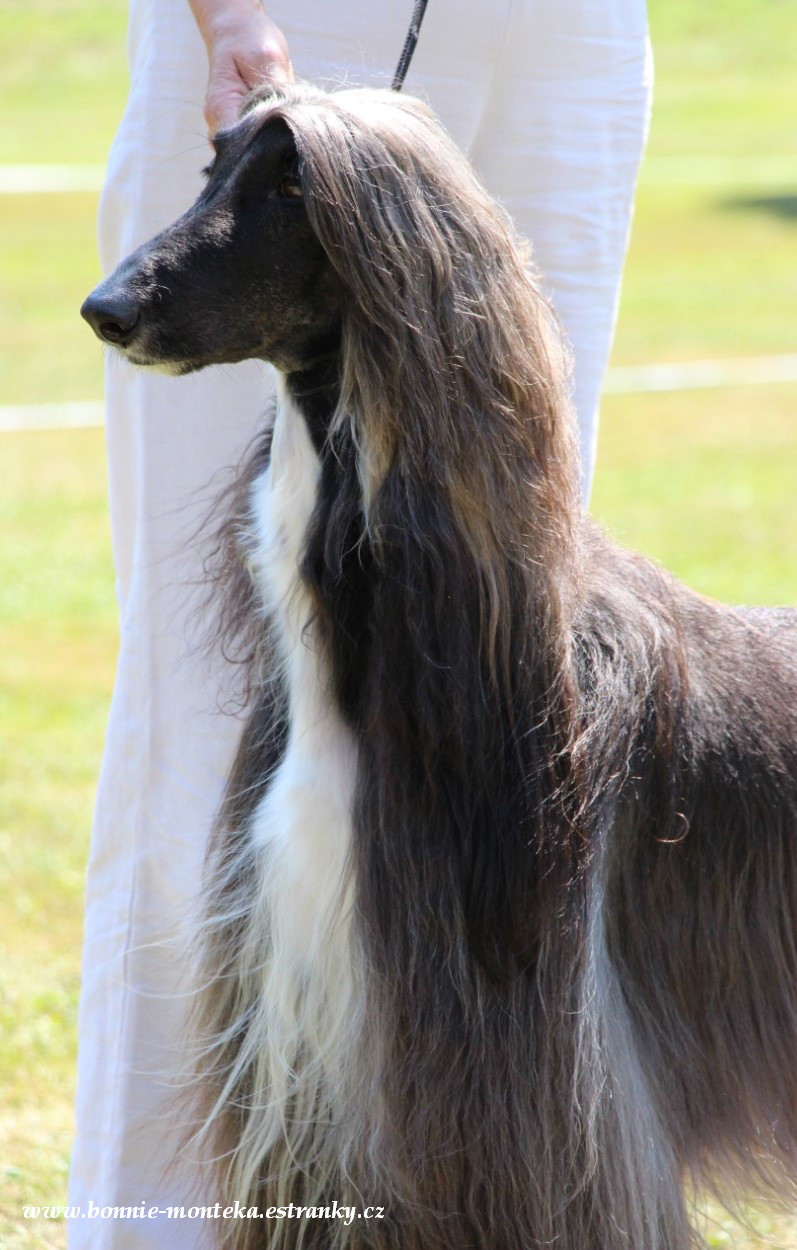 2013_Club Sighthound Show_Tiffan Dupont Gandamak