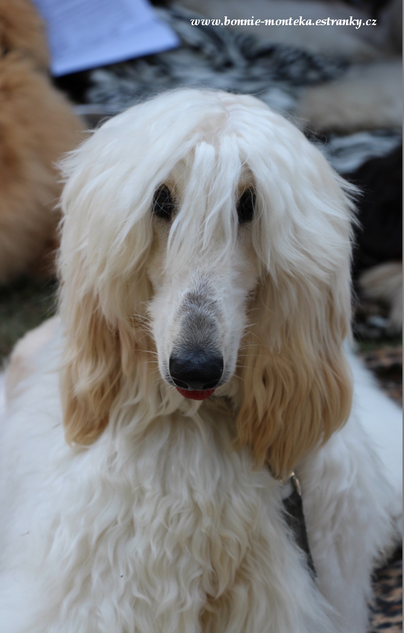 2013_Club Sighthound Show_White Infinity_s_Elite Luna