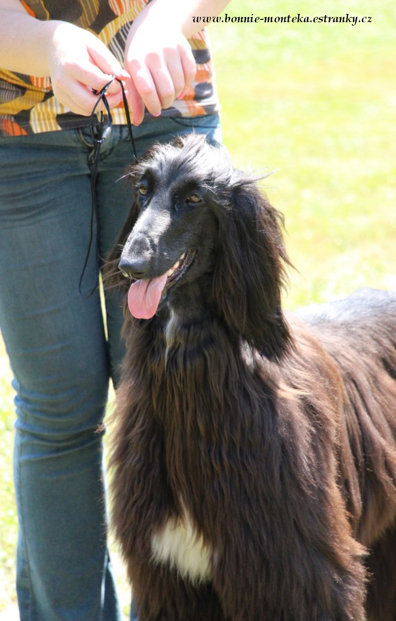 2013_Club Sighthound Show_White Infinity_s_Ethernity