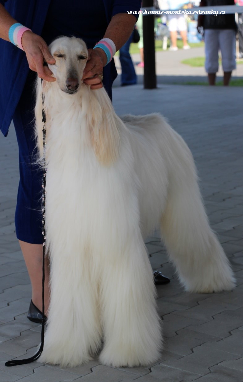 NDS_Mladá Boleslav_2013_Richlyn_s Silver Cloud of Elmo