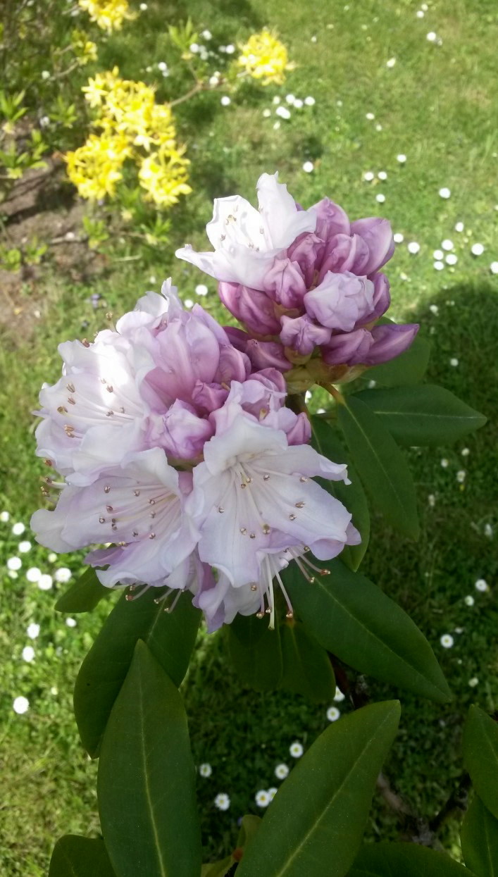 Zahrada_2015_rhododendron