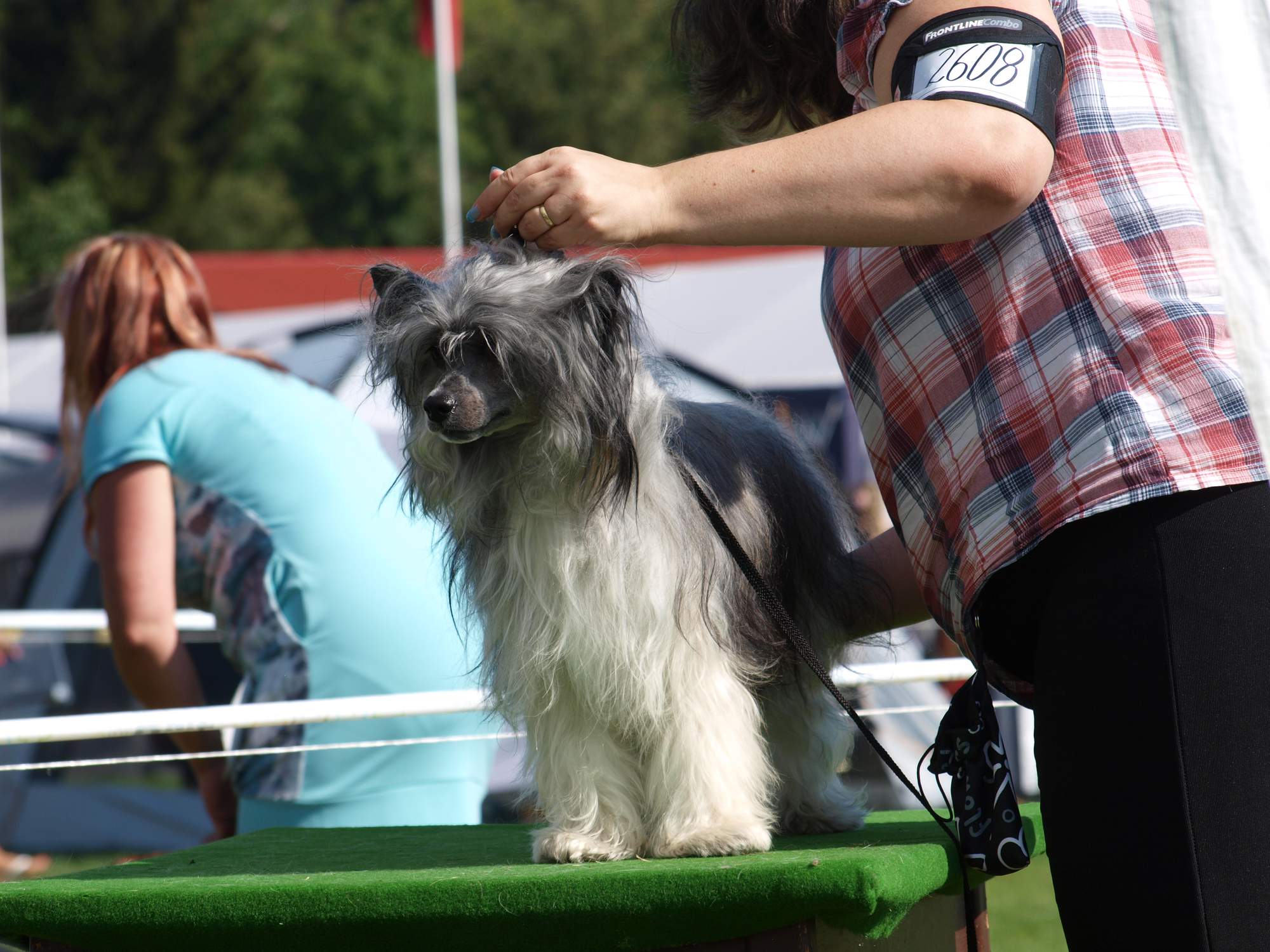 Interdodog Bohemia 2015_Caterham Shahrastani_pokus postavit se na stůl_1