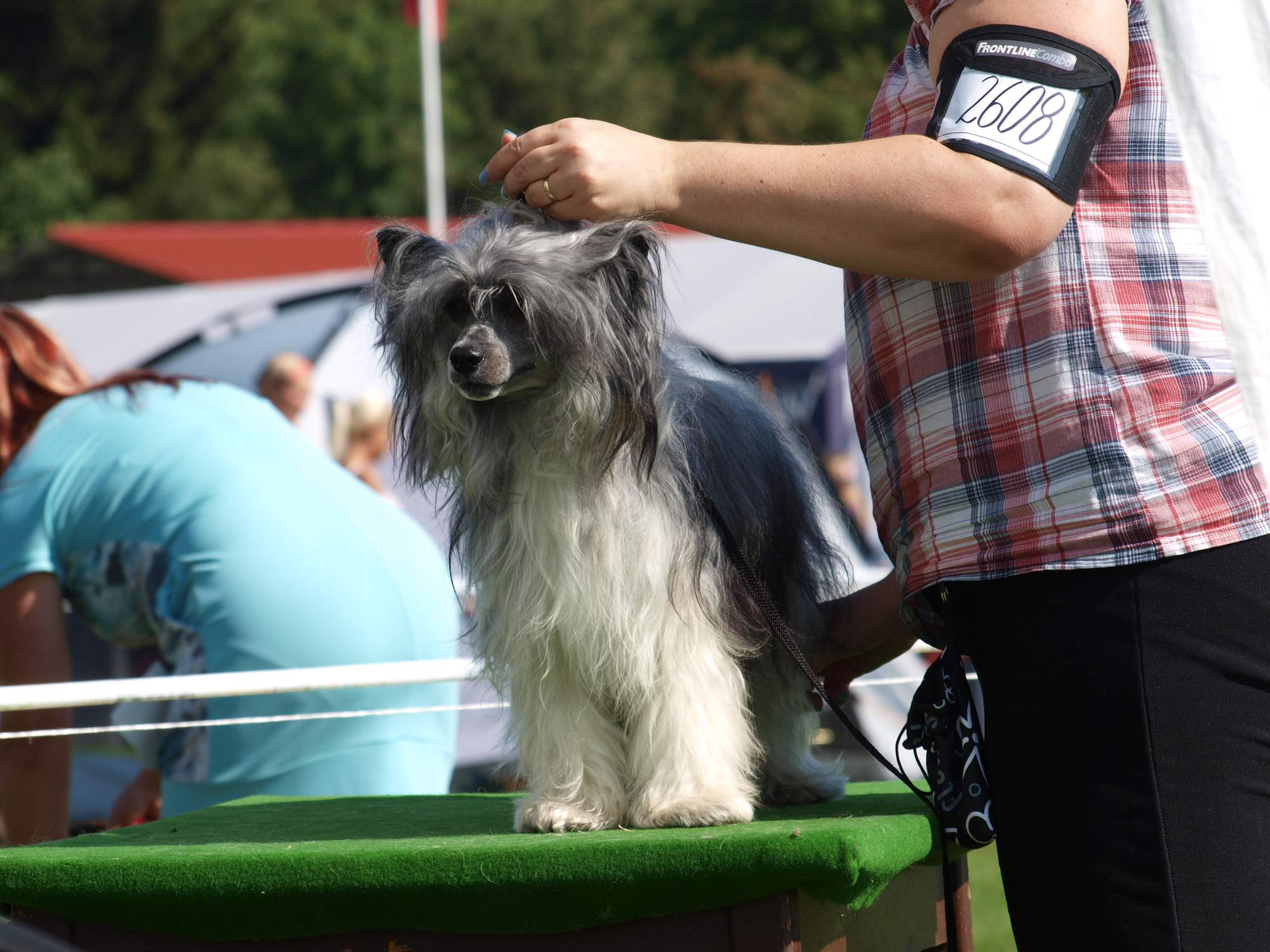 Interdodog Bohemia 2015_Caterham Shahrastani_pokus postavit se na stůl_2