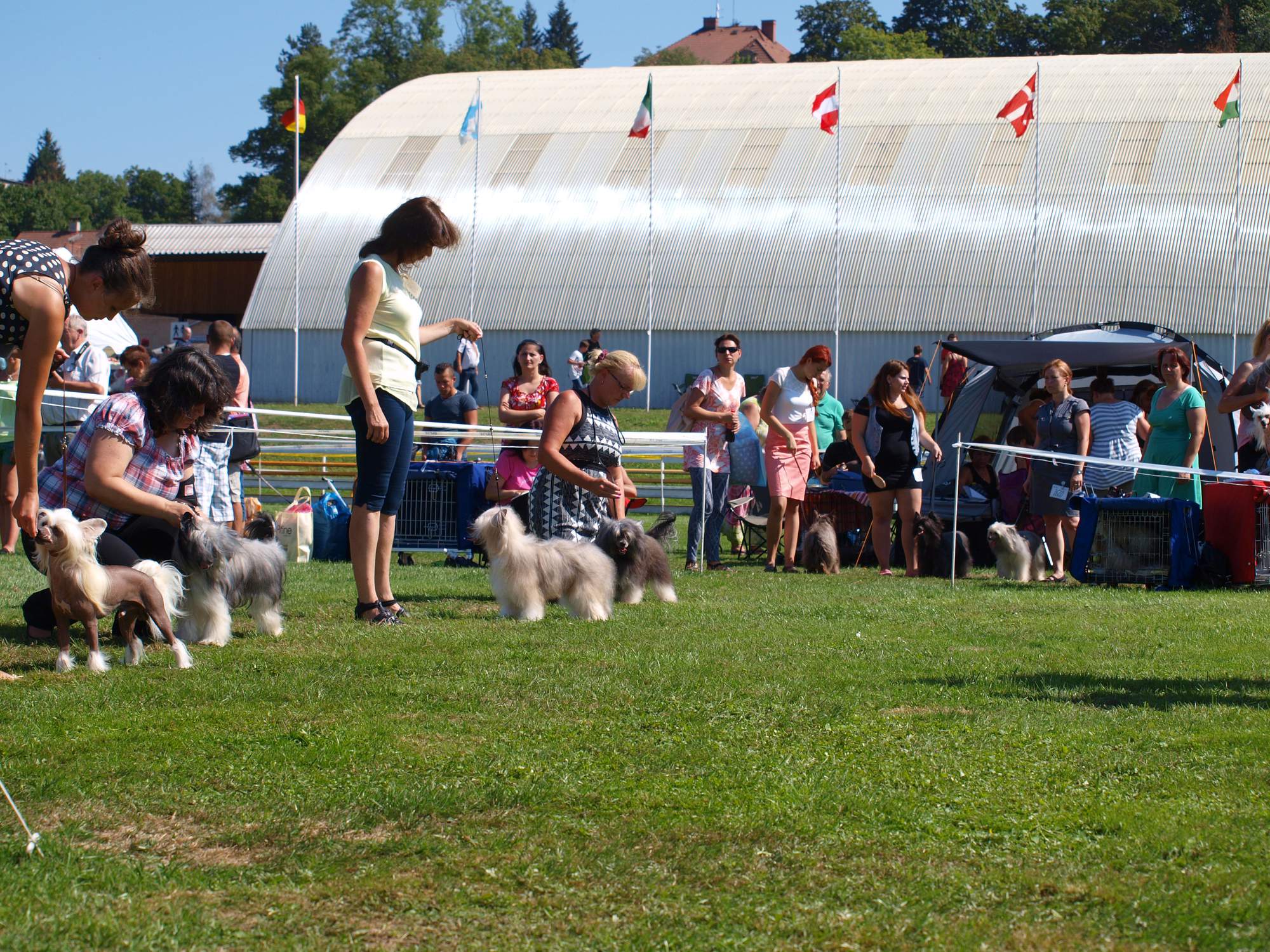 Interdodog Bohemia 2015_Caterham Shahrastani_psi o CACIBa