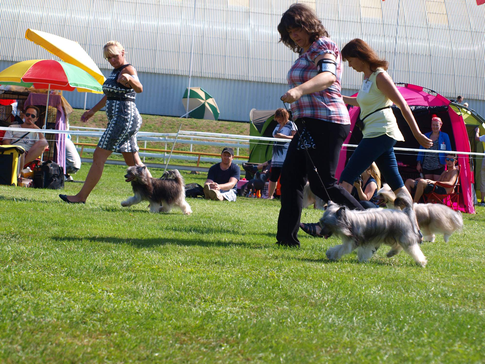 Interdodog Bohemia 2015_Caterham Shahrastani_psi o CACIBa_4_zase je ta tráva zajímavější