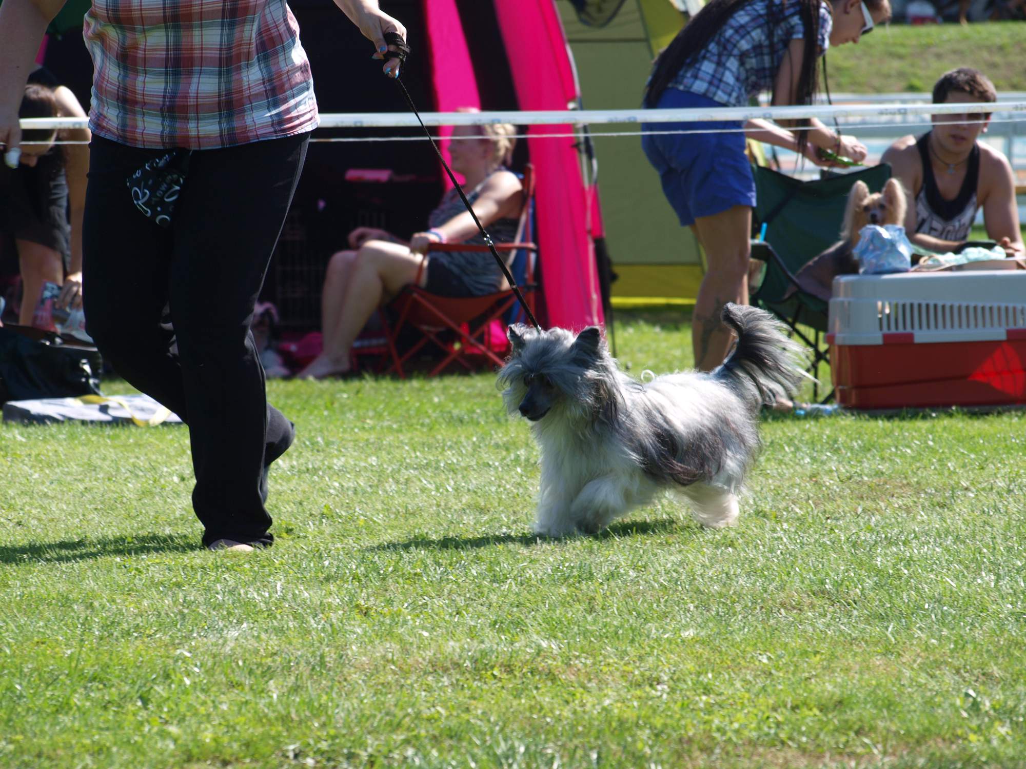 Interdodog Bohemia 2015_Caterham Shahrastani_v pohybu