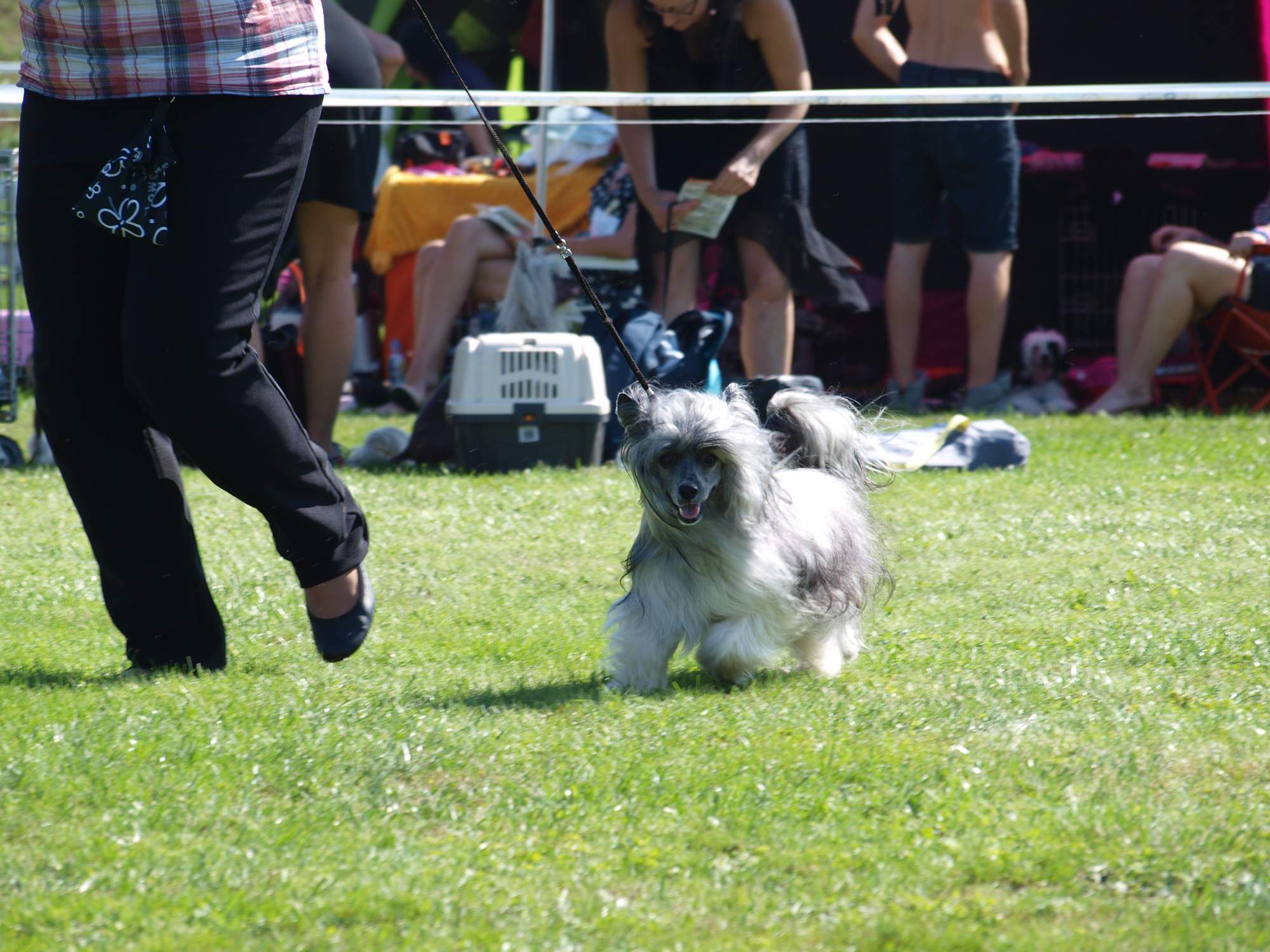 Interdodog Bohemia 2015_Caterham Shahrastani_v pohybu_2