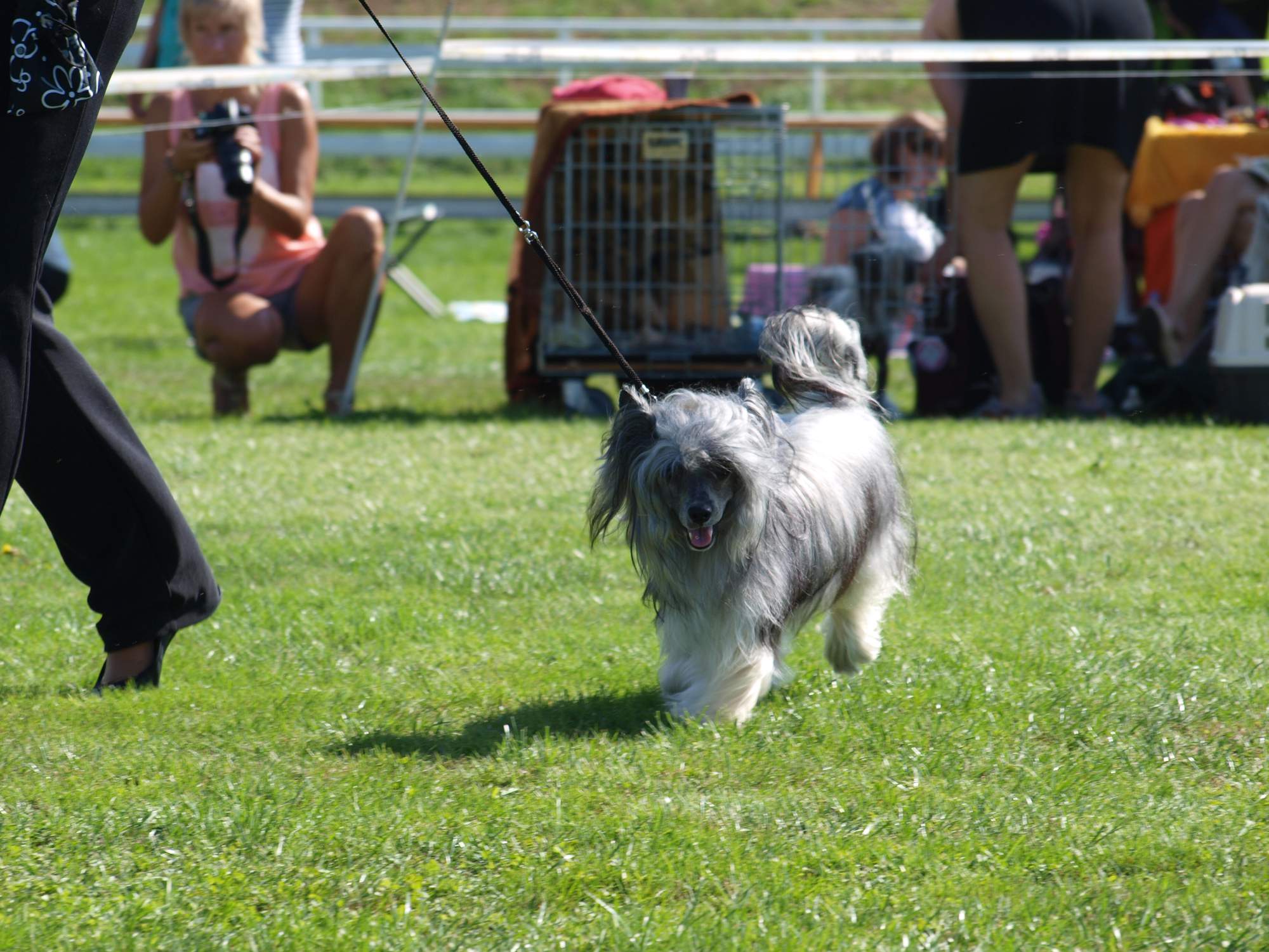 Interdodog Bohemia 2015_Caterham Shahrastani_v pohybu_3