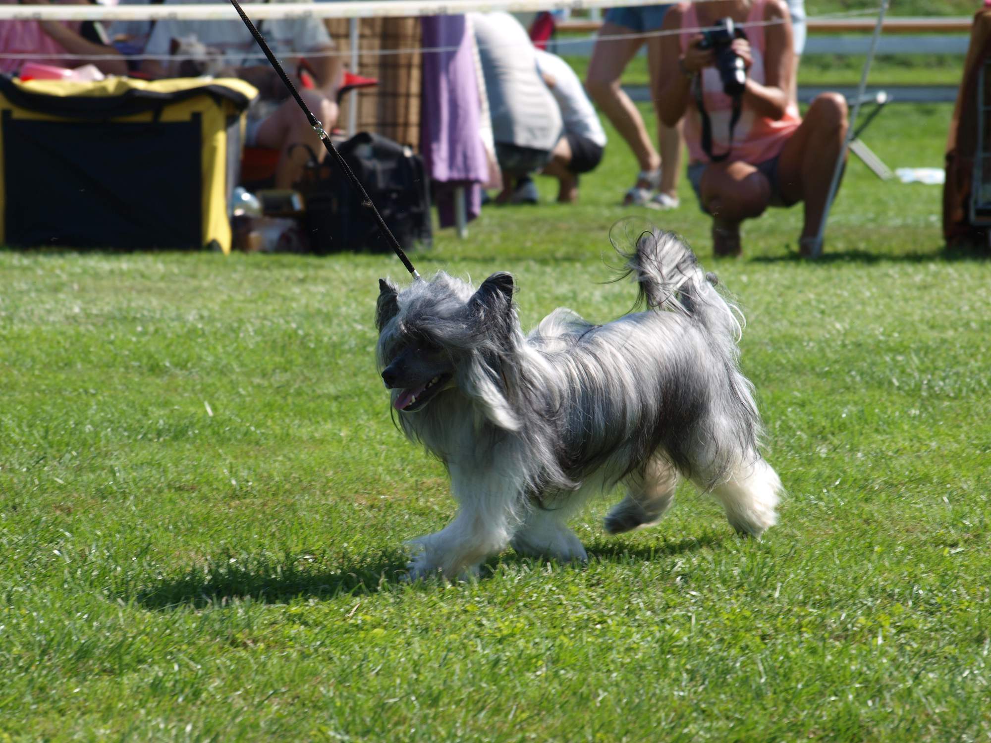 Interdodog Bohemia 2015_Caterham Shahrastani_v pohybu_4