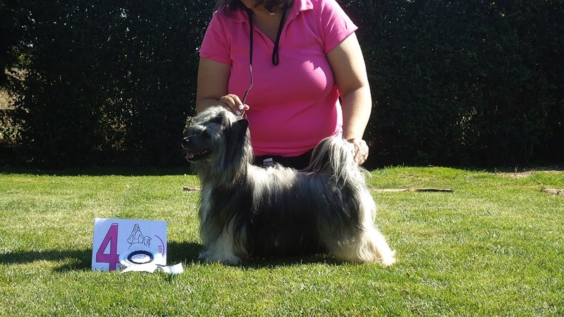 08_2016_školička DogShow