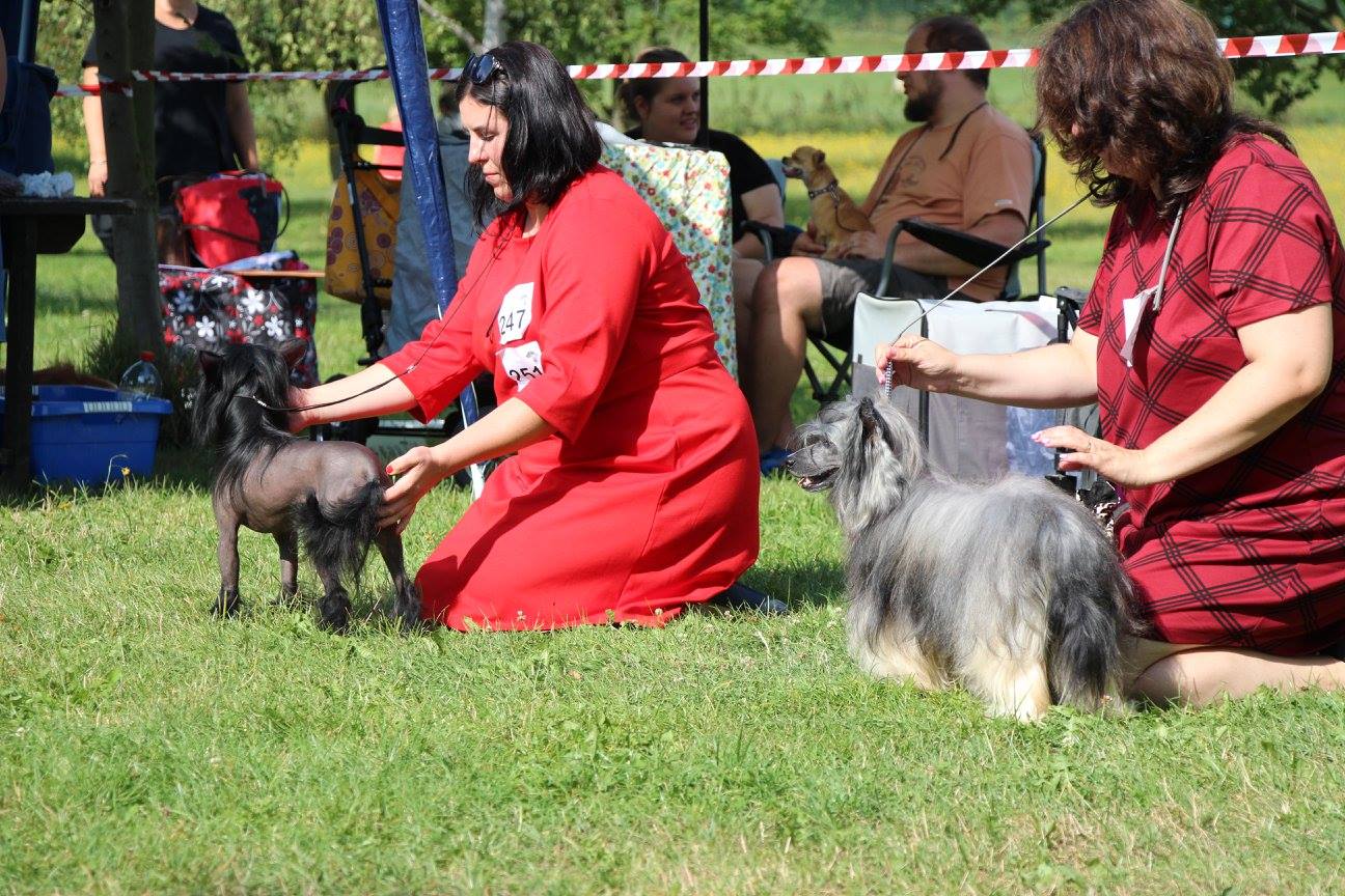 Krajská výstava Rybníky na Džbánu 2017_Caterham Shahrastani_o Krajského vítěze