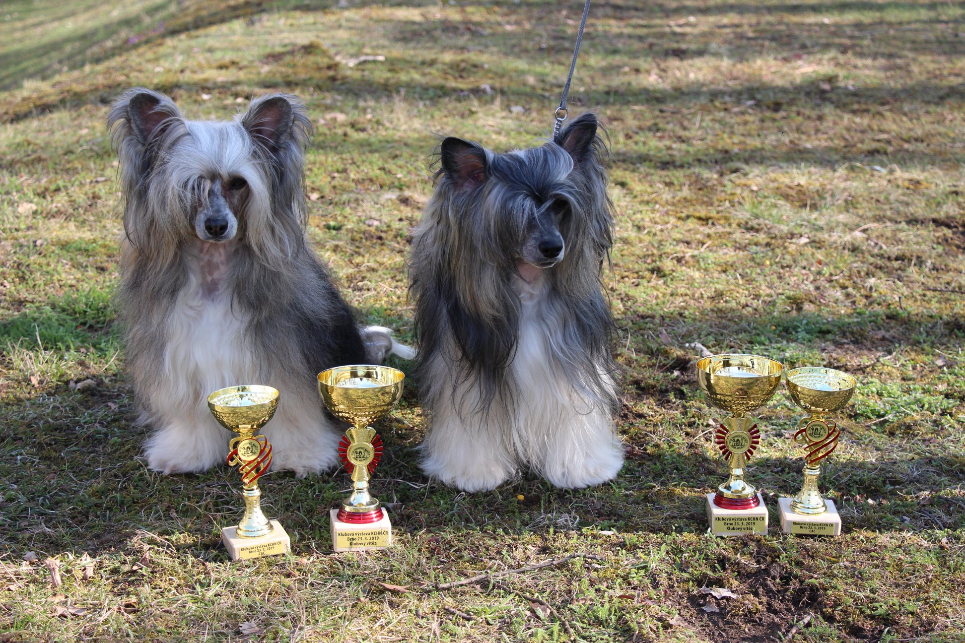 KCHN - 2019 - Klubová výstava_Albi a Caterhamn